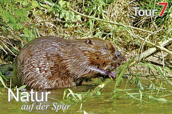 Biber an der Prienmündung  Foto: Johann Zimmermann