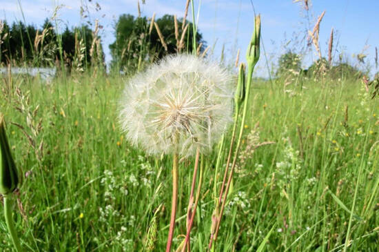 Wiese mit Pusteblume  Foto: Peter Kasperczyck